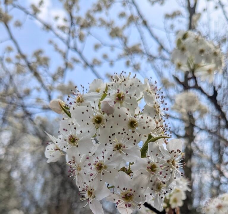 Soccer Field image 3