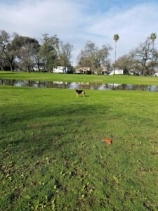 Soccer Field image 1