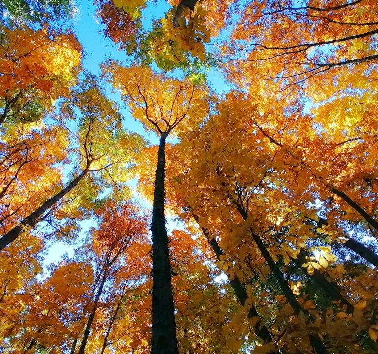 Soccer Field image 2