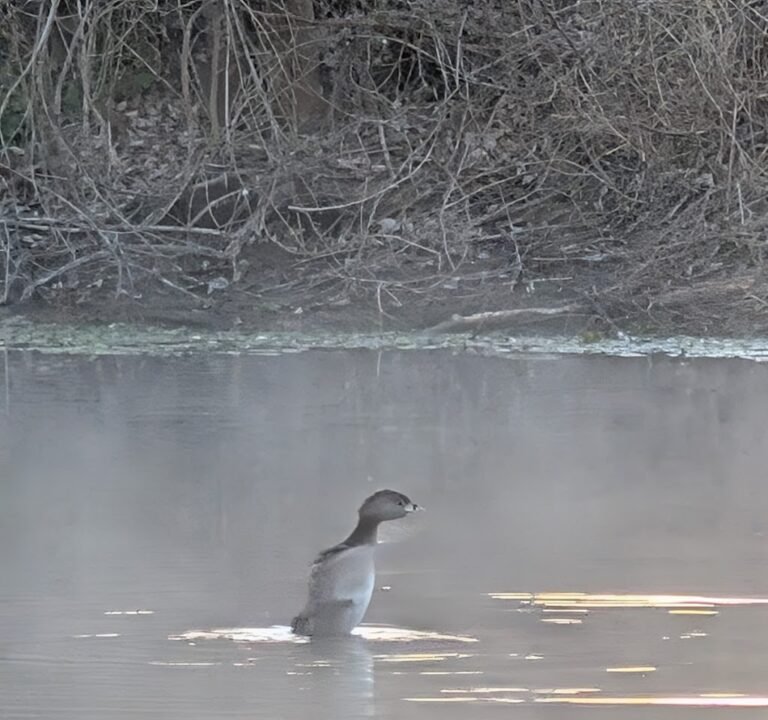 Soccer Field image 3