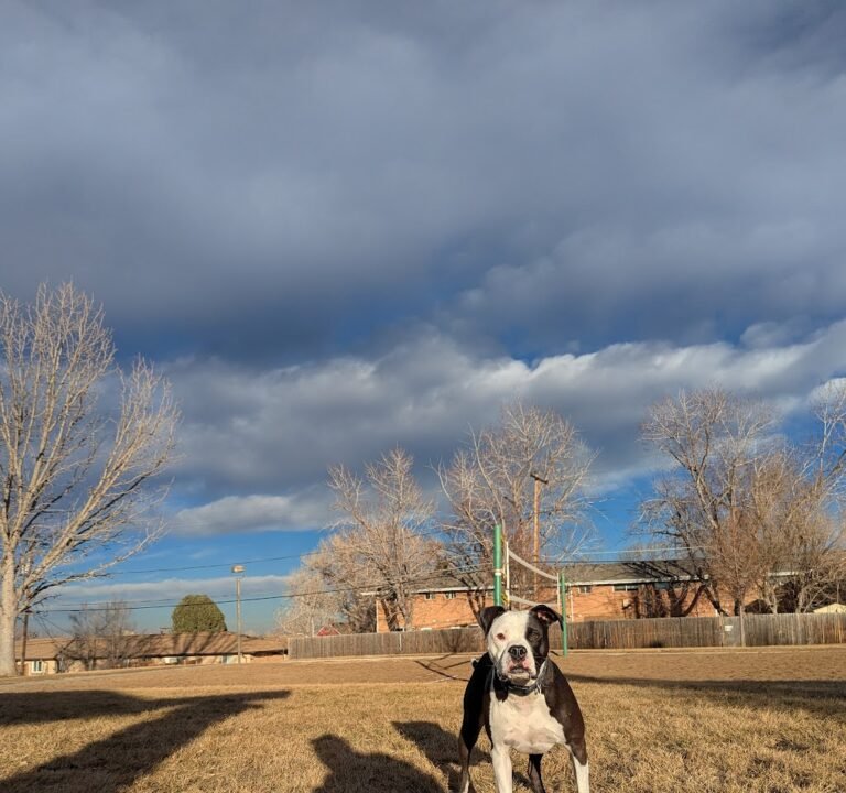 Soccer Field image 3