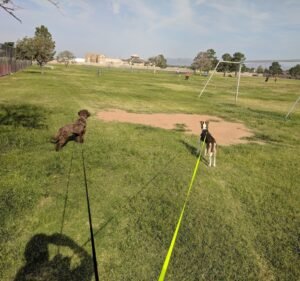 Soccer Field image 2