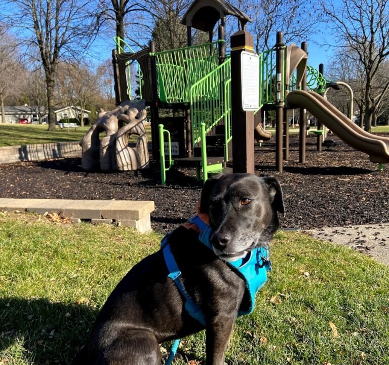 Soccer Field image 2