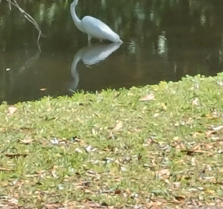 Soccer Field image 3