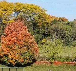 Soccer Field image 2