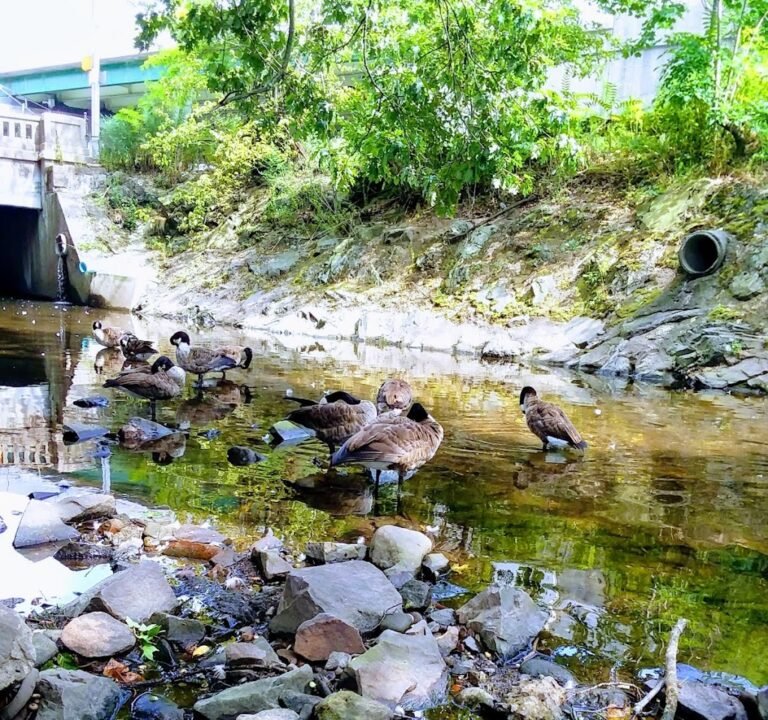 Soccer Field image 2