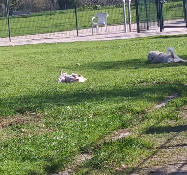 Soccer Field image 4