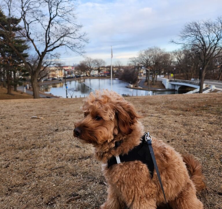 Soccer Field image 3