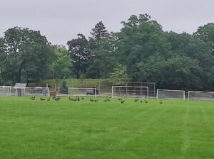 Soccer Field image 1