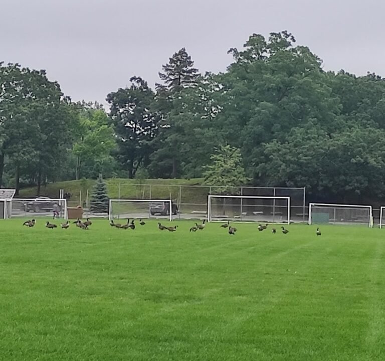 Soccer Field image 2