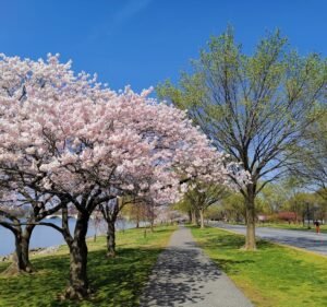 Soccer Field image 2