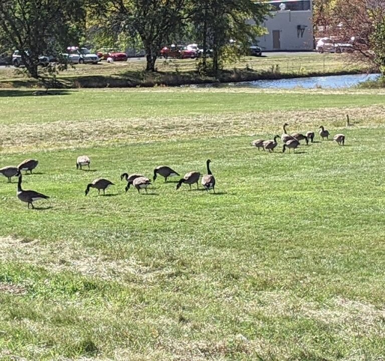 Soccer Field image 2