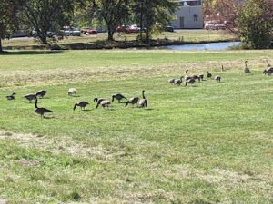 Soccer Field image 1
