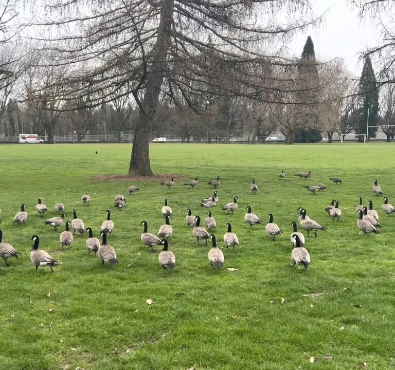 Soccer Field image 4