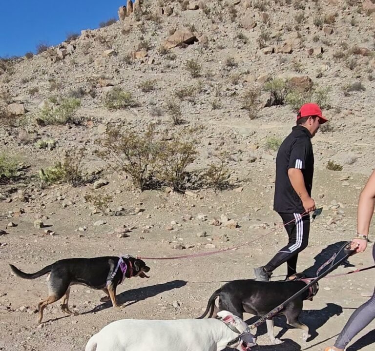 Soccer Field image 3