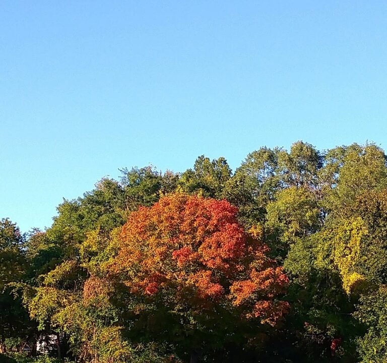 Soccer Field image 2
