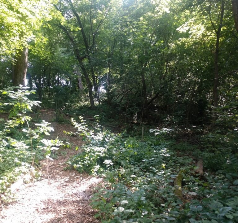 Soccer Field image 2