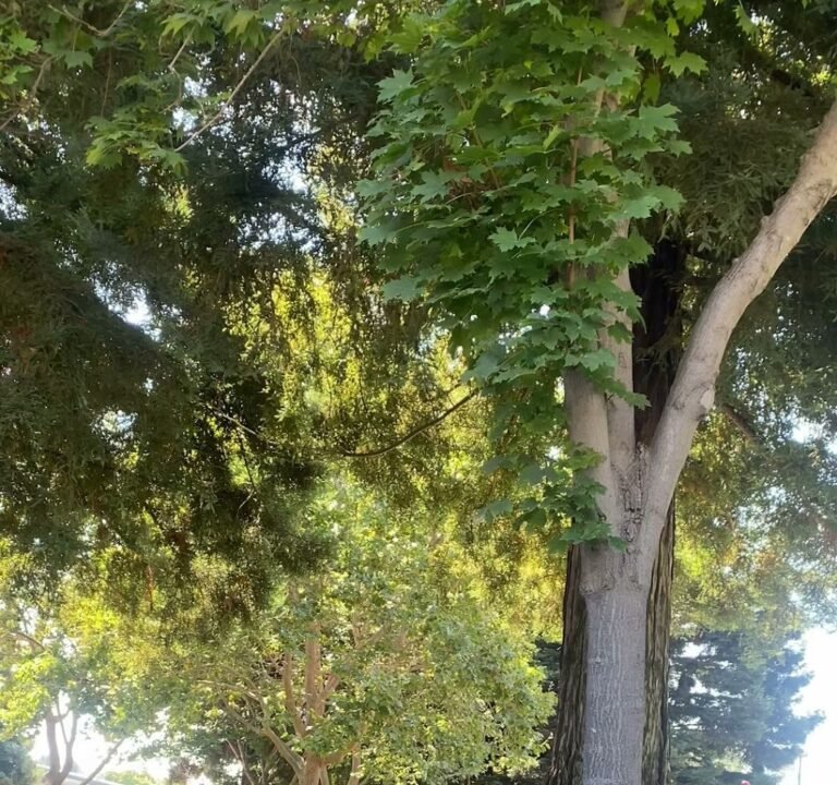 Soccer Field image 4