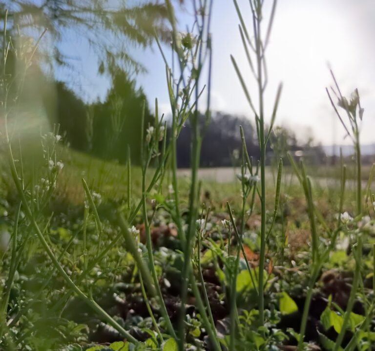 Soccer Field image 3