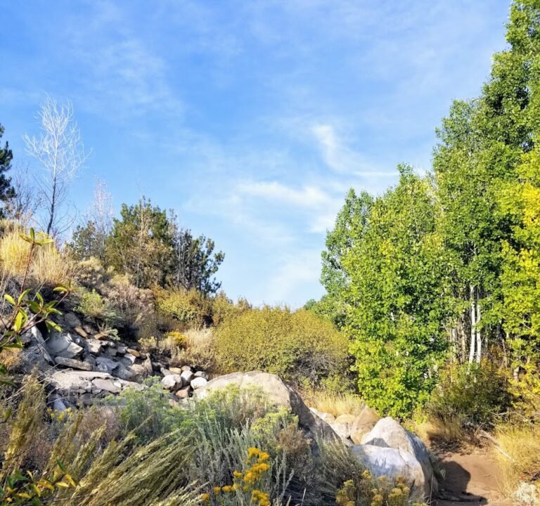 Soccer Field image 2