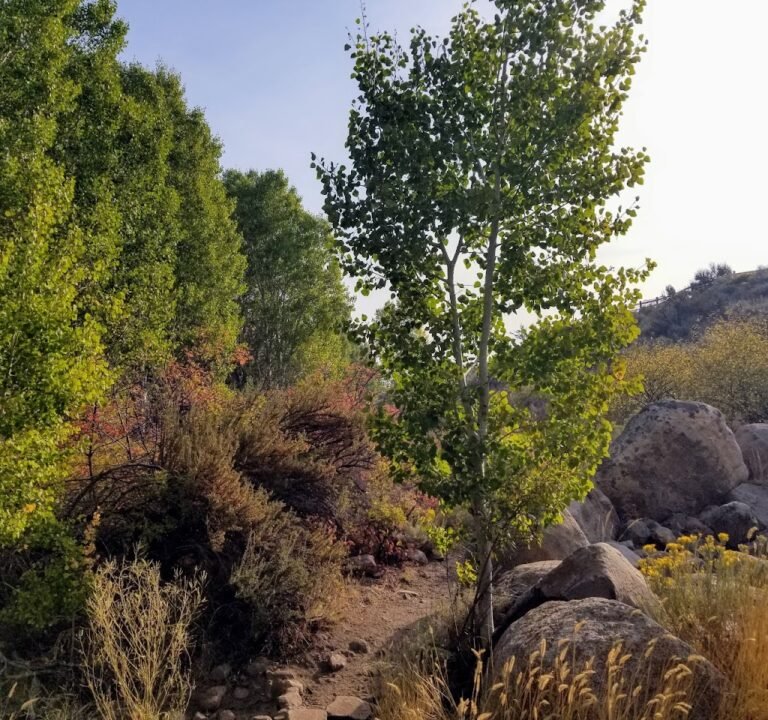 Soccer Field image 3