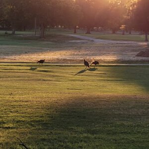 Soccer Field image 1
