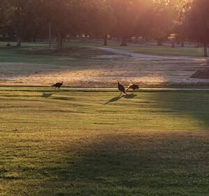 Soccer Field image 2