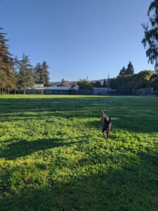 Soccer Field image 1