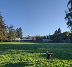 Soccer Field image 2