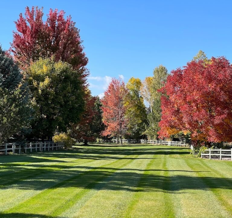 Soccer Field image 2