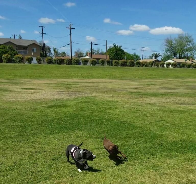Soccer Field image 3