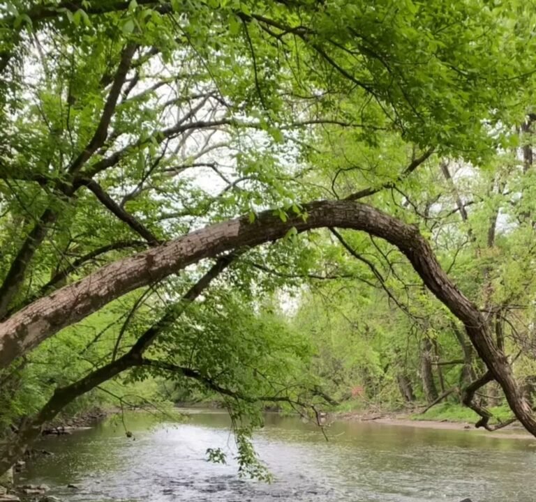 Soccer Field image 4