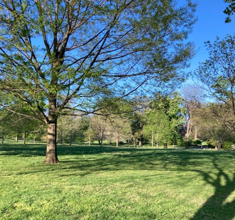Soccer Field image 2