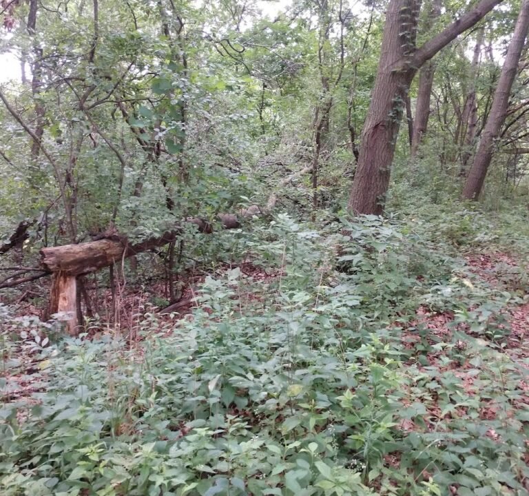 Soccer Field image 2