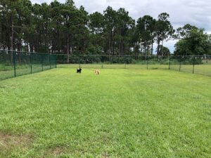 Soccer Field image 1