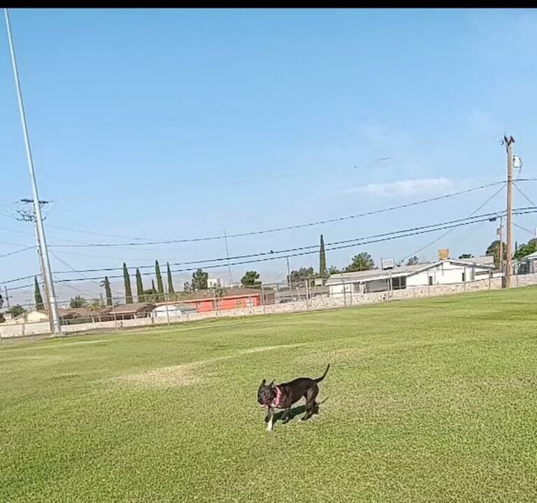 Soccer Field image 3