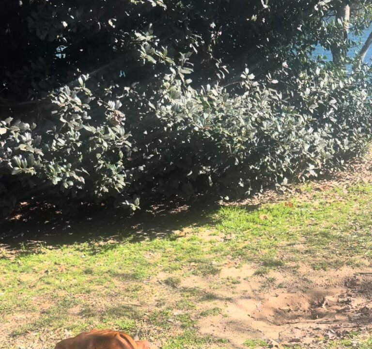 Soccer Field image 3