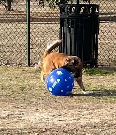 Dog Park at BNA Tennis   Soccer Complex New Albany 20250921 191132 003