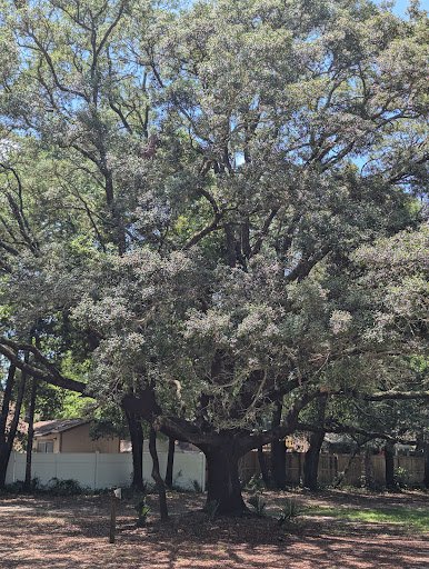 Ferry Park 20250921 193038 003