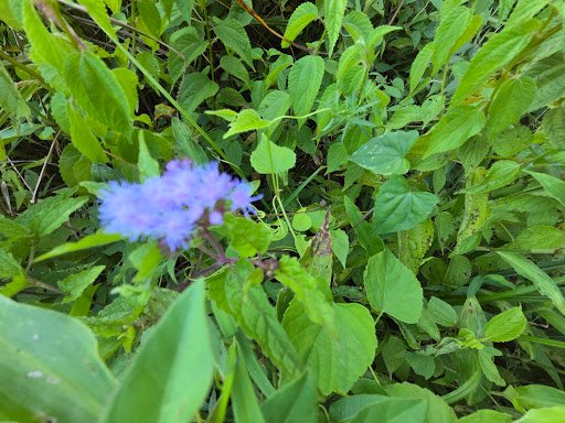 Lakeshore Park 20250921 194159 003