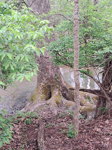 Preston Forest Park 20250921 195932 002