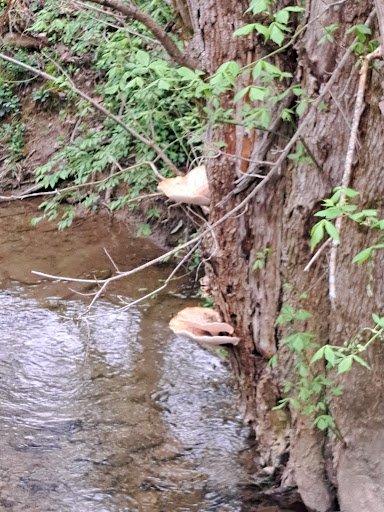 Preston Forest Park 20250921 195934 004