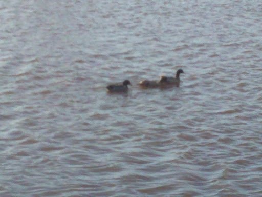 Wallace Park Maintenance 20250921 182148 005