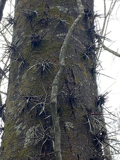 West Feliciana Parish Parks 20250921 184332 004