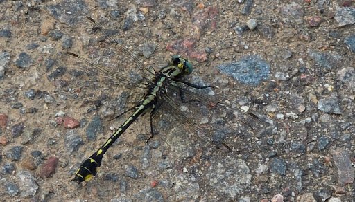 Yellow Banks Park 20250921 191238 002